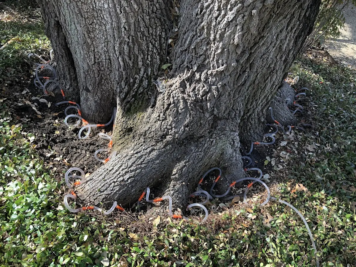 Detailed Tree Cabling and Bracing job site in Whiteoak